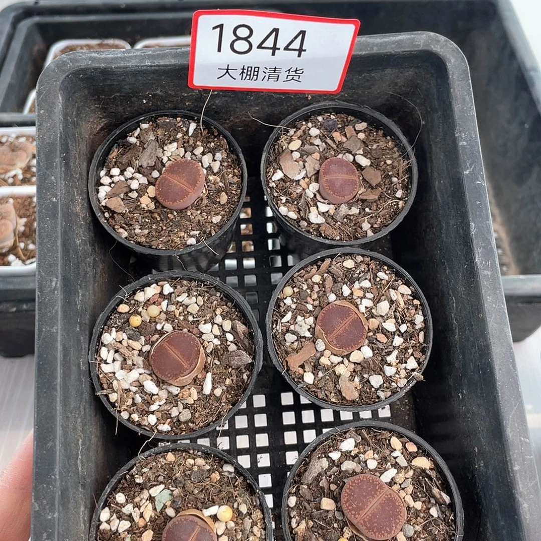 1844大棚清仓甩卖了