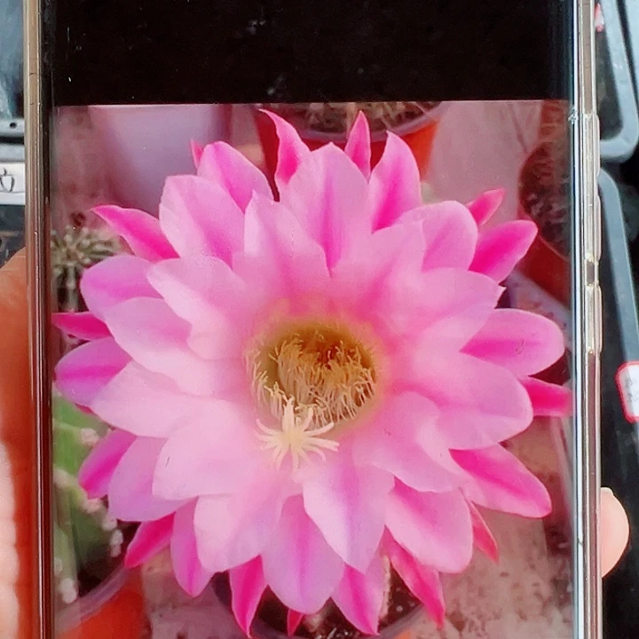 毛花柱诺尔斯侧芽拍一发二