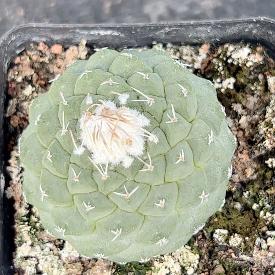 韩*实生 菊水仙人球