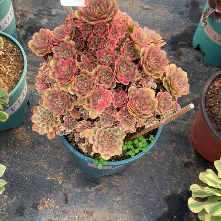 用***2669云荷多肉植物特价