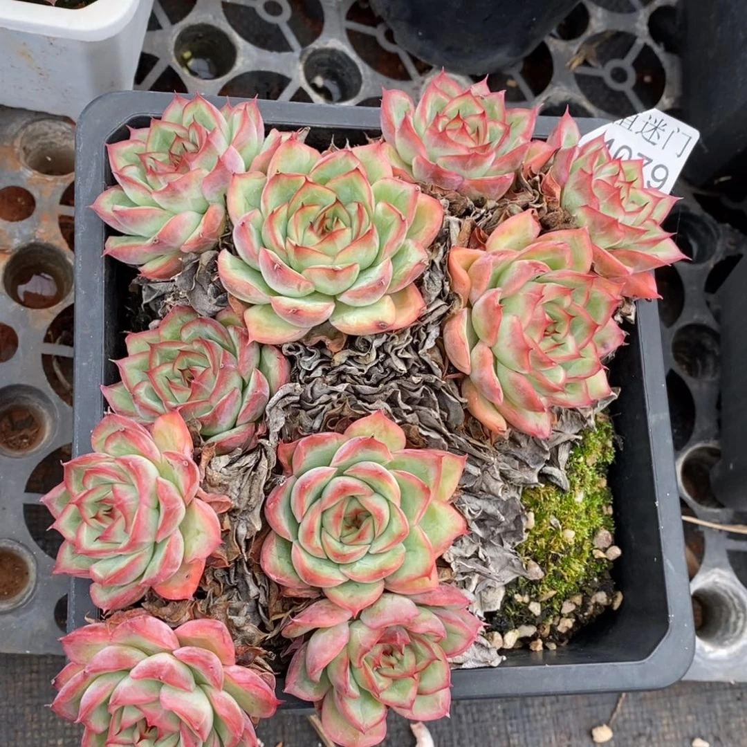 @***月不包整散掉头4079~17厘米