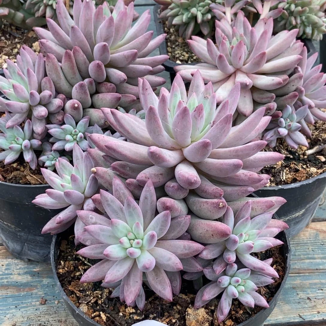 21.88虞美人随机多头