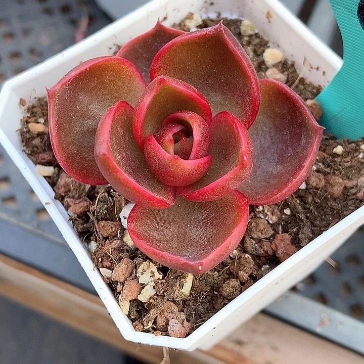 泽****r多肉植物红灯1836