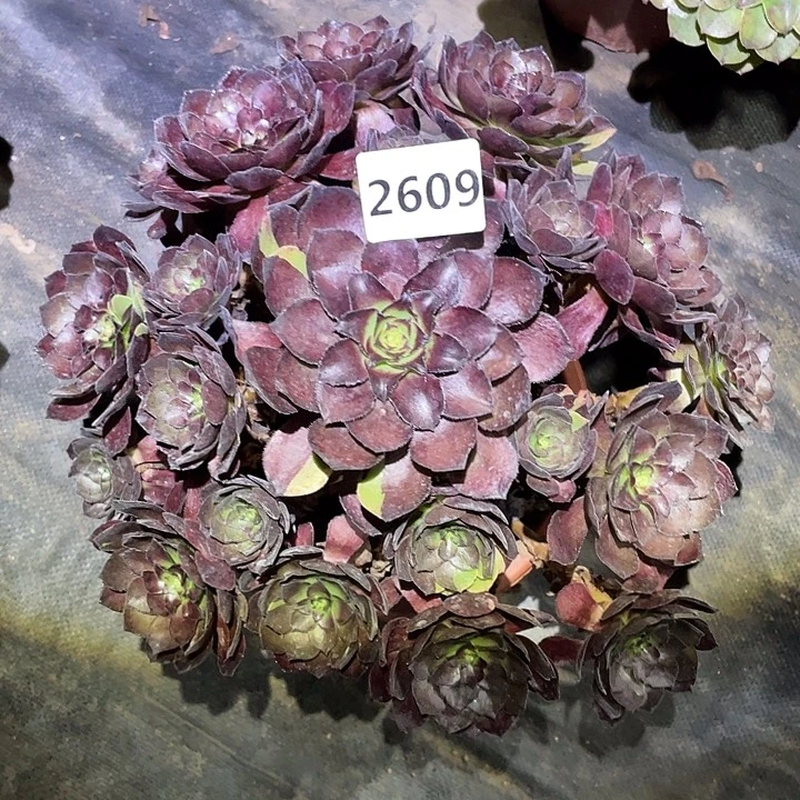 花花公子2609号多肉植物