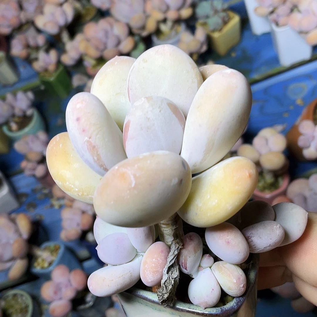 n***n多肉植物的生长发育和生长