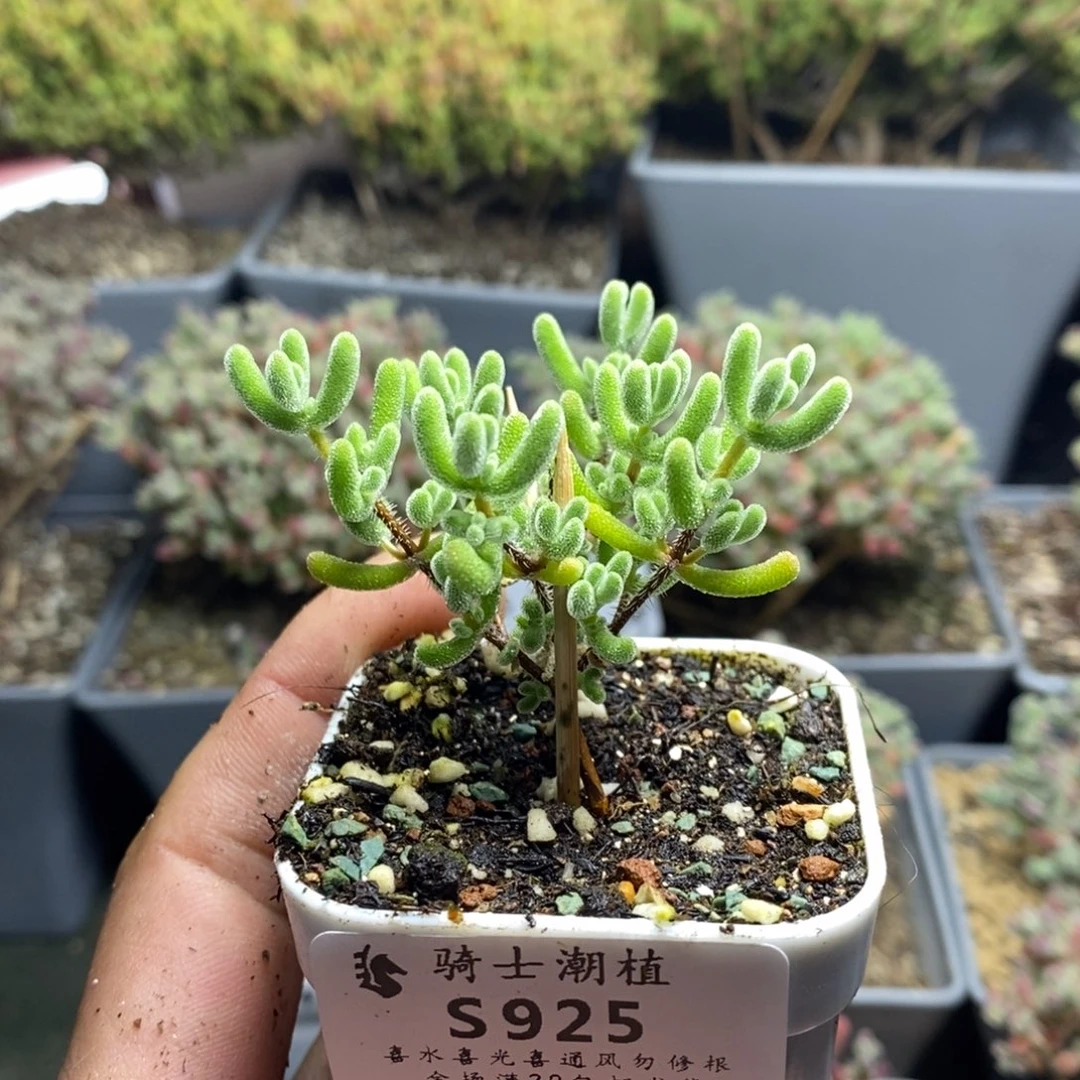 925实生小星星枝干