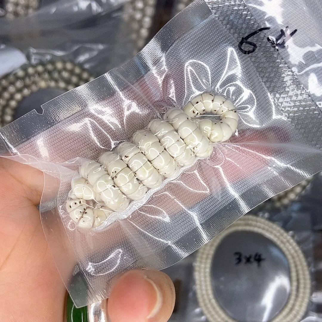 魔***四星月菩提手串星月