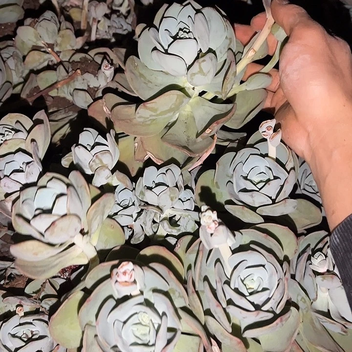 白月光9.99多肉植物