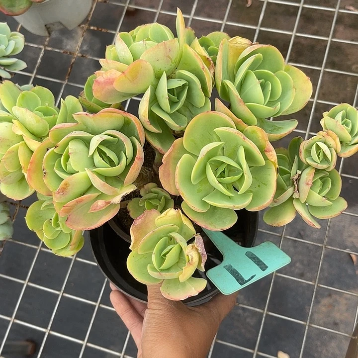 两单包邮，一物一拍17碧桃