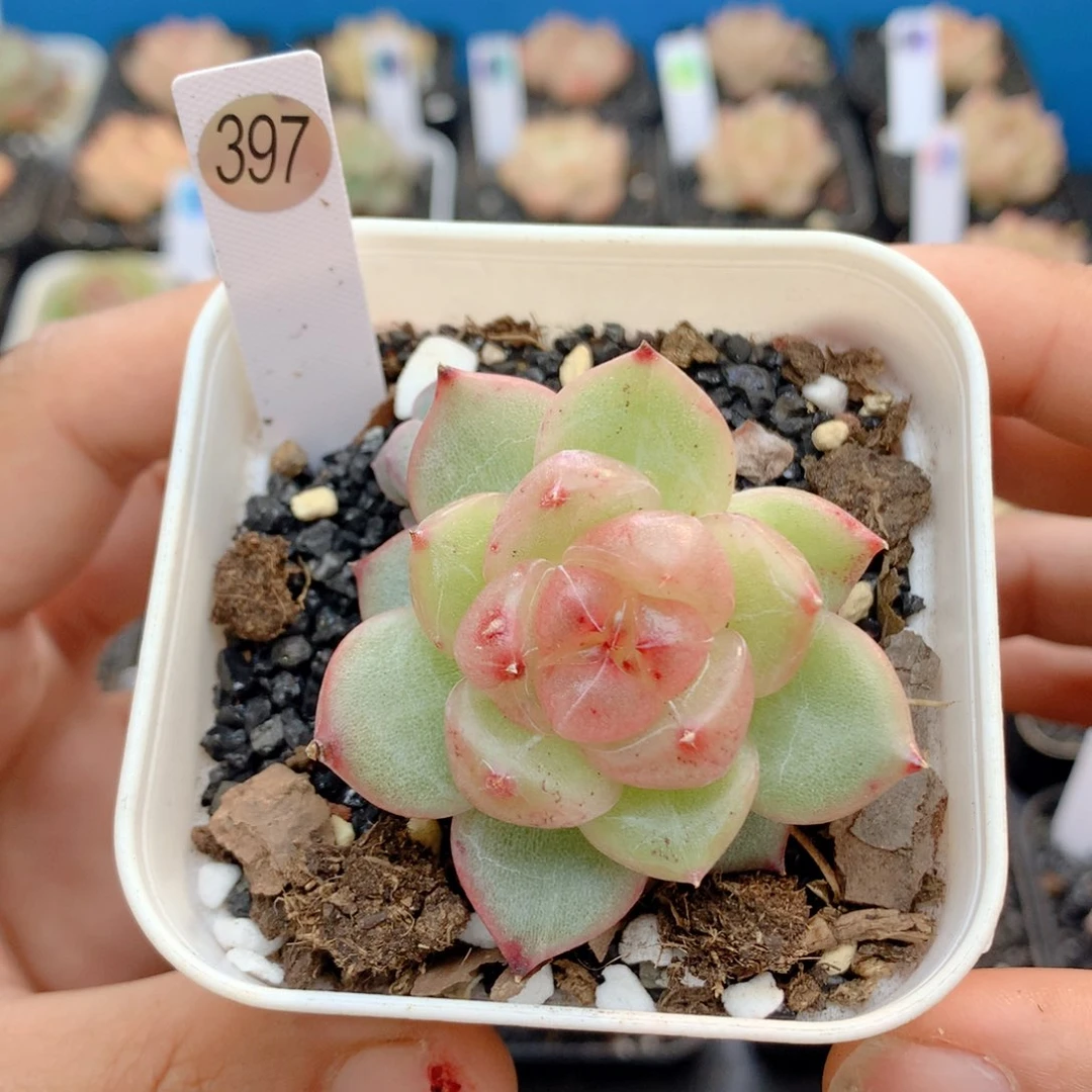 58包邮  群生不包整397
