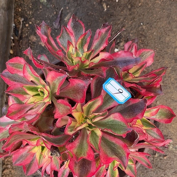 9魅影砍过法师多肉