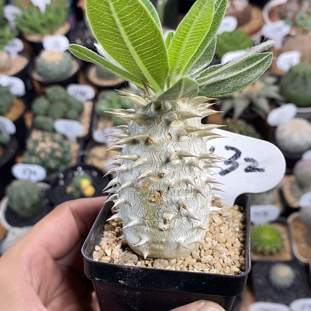 实生女王玉132号 瑕疵 漏4cm