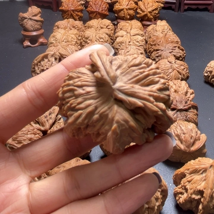 白狮子两棱挂角核桃哈哈哈哈哈哈哈哈