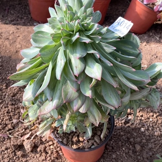 小*014幻影缀多肉植物