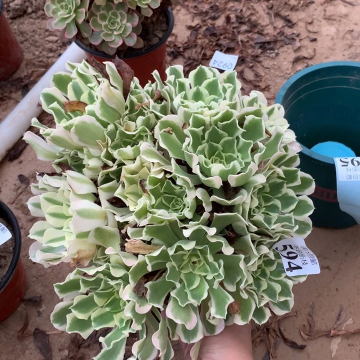594雨花石大绣球东