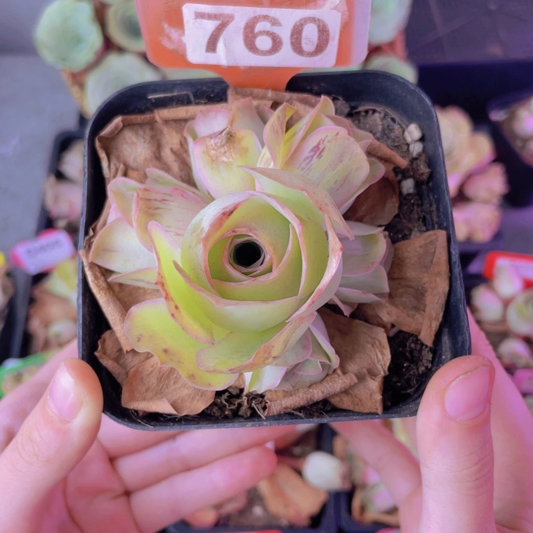 单品一物一拍760号