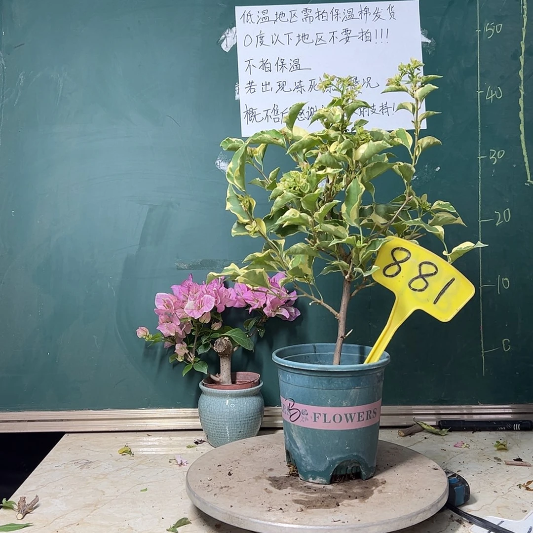 完全开放   马斯881