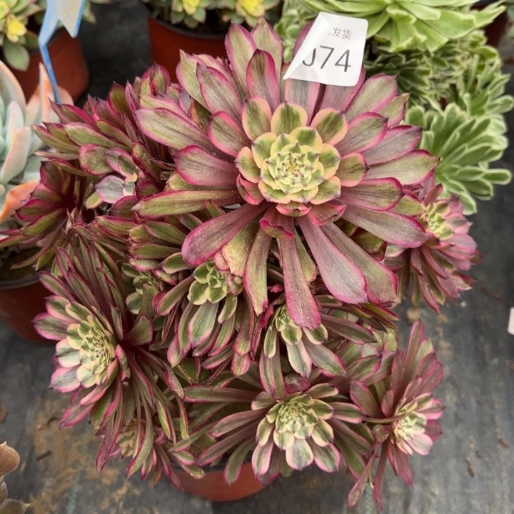 紫霞仙子多肉法师2074