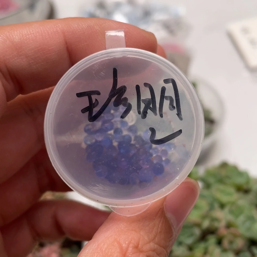 明朗珍妮杂20粒种子