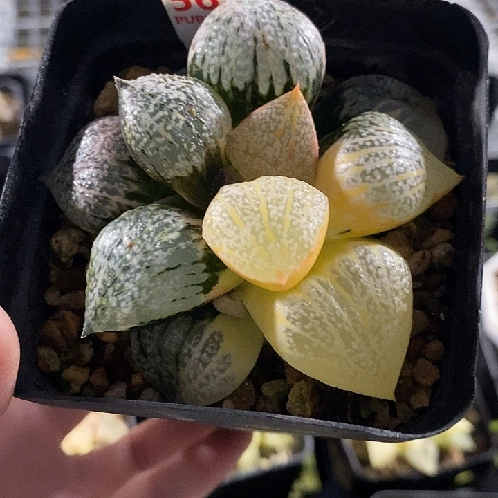 56实生丸叶白银寿一物一拍