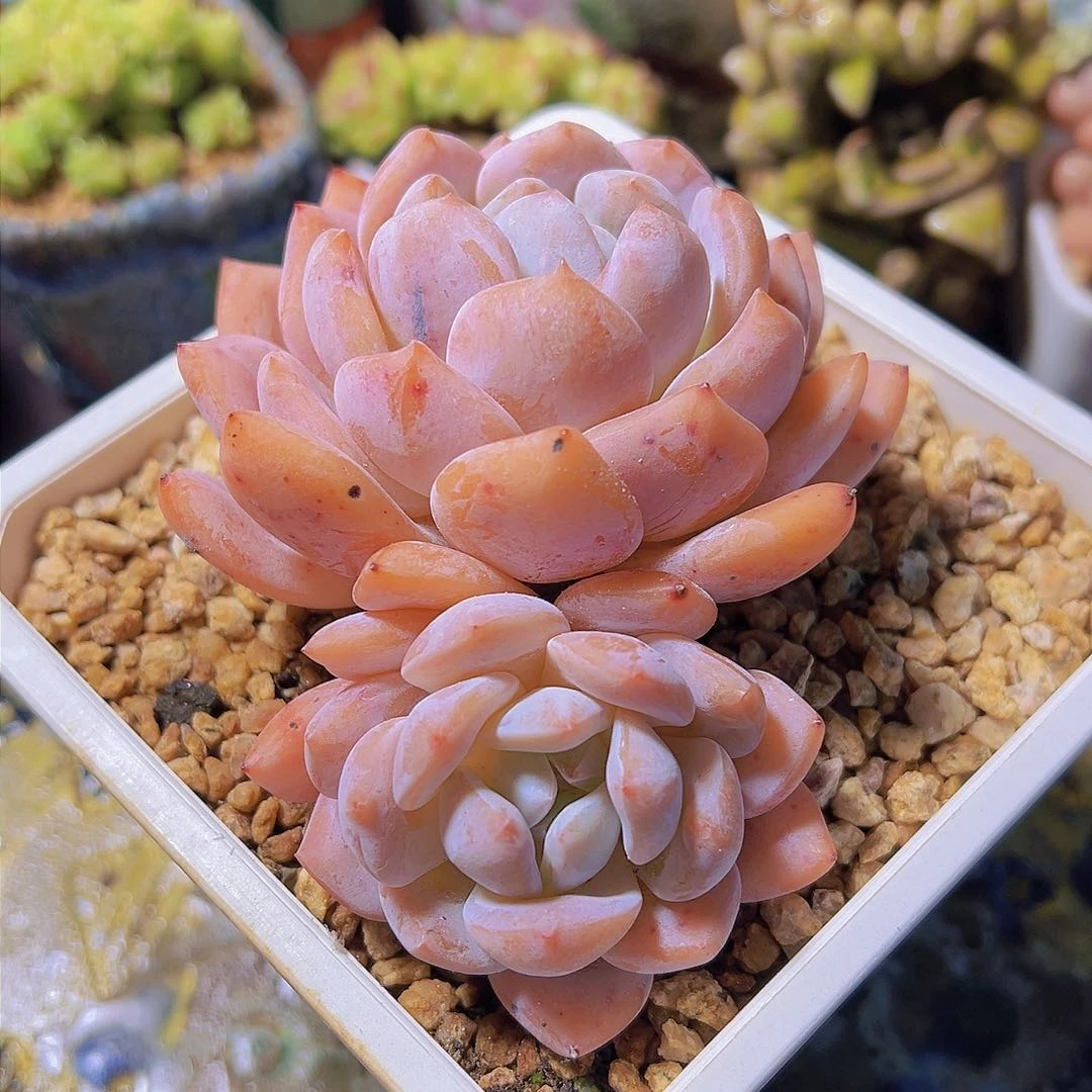 沈****诊韩橙，多肉植物，