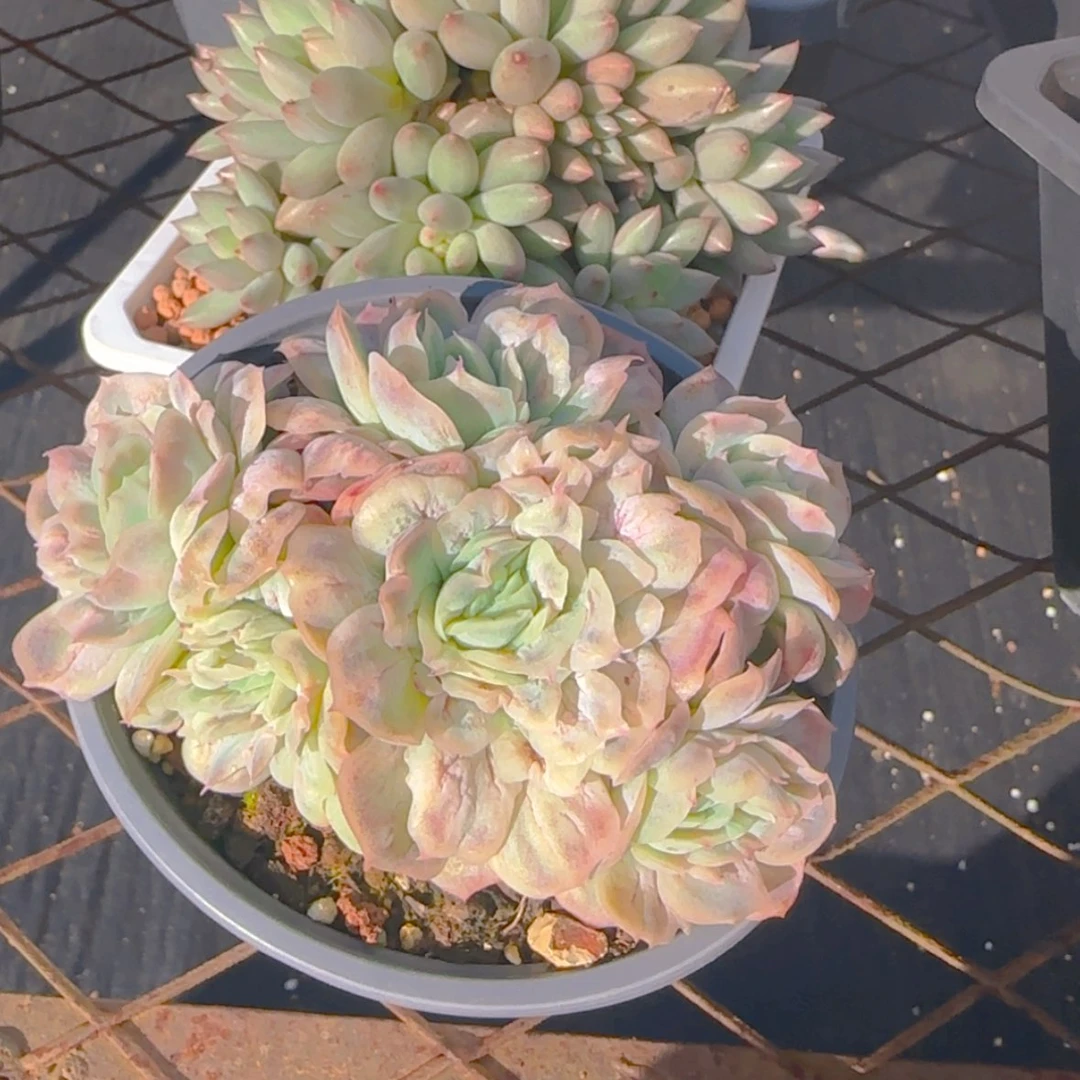 【闪购商品】五头泡泡纱裙28.8