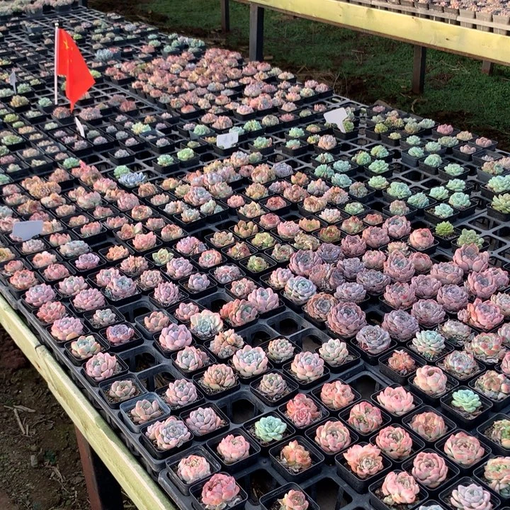 6棵一组糖心珍妮不重样
