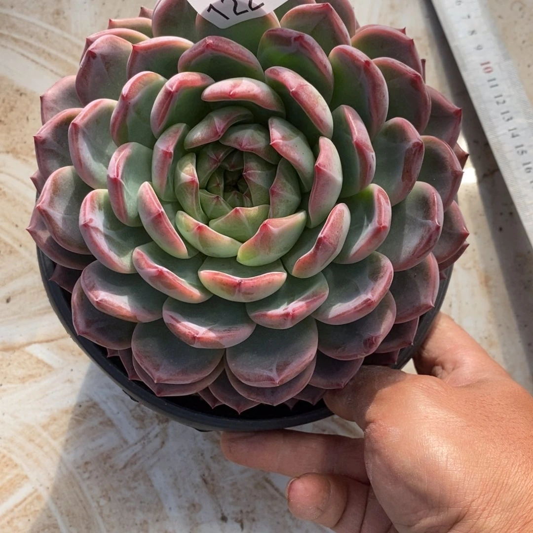 辰*两单包邮1221-92红鸾