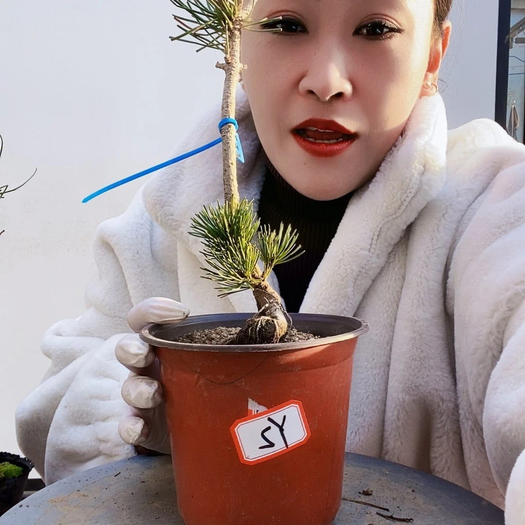 植物形态多年生草本