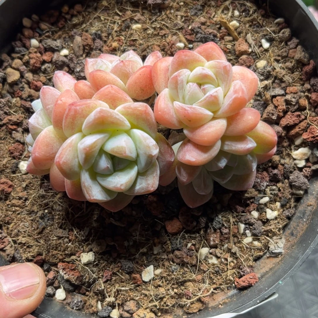菜菜专拍冰玉老桩群生