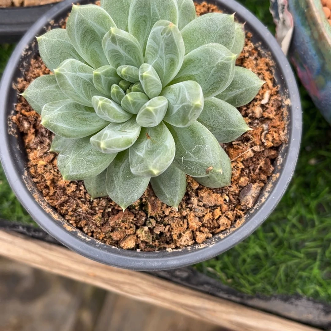 贝***儿多肉植物杂交美人