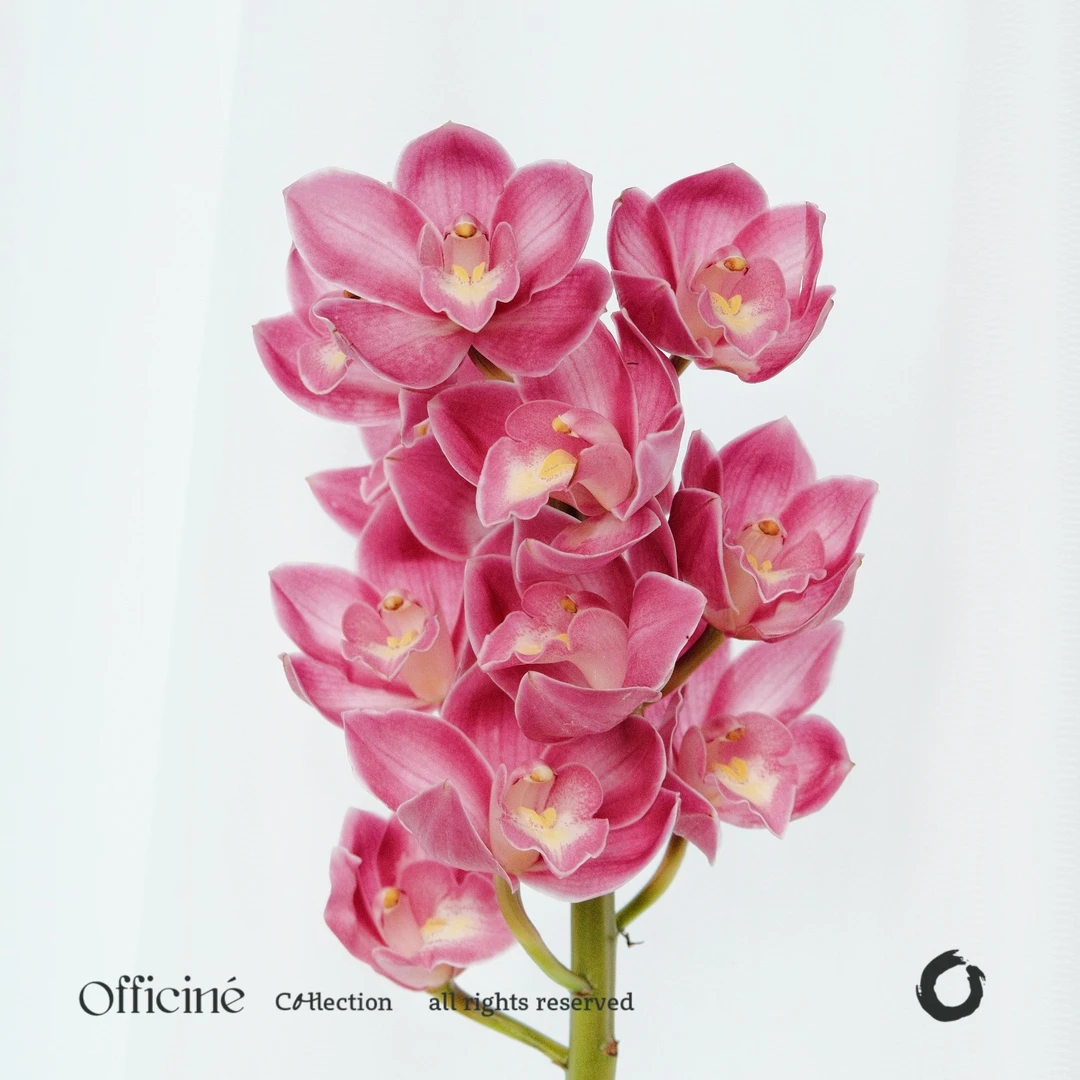 大花蕙兰 红颜 Officine美好花市基地直采鲜切花云南直发顺丰空运