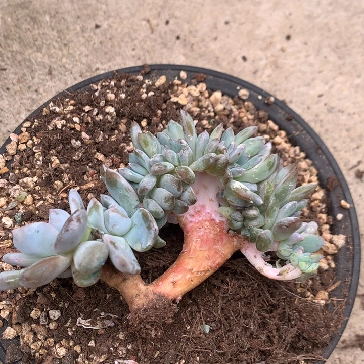 珠***珠多肉植物星影专拍发货