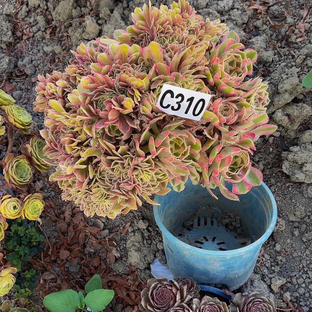 女巫法师14—36包邮