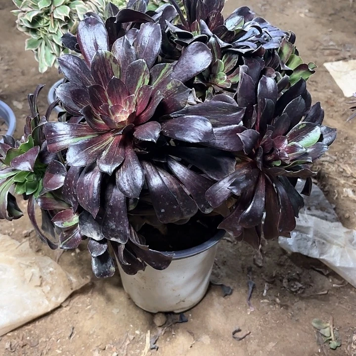 多肉植物欧若拉51