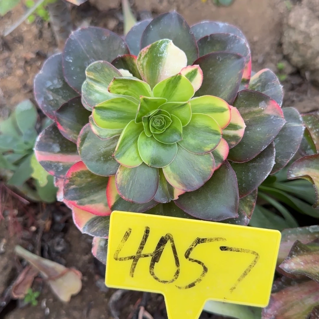 开***兔4057---七彩多头多肉