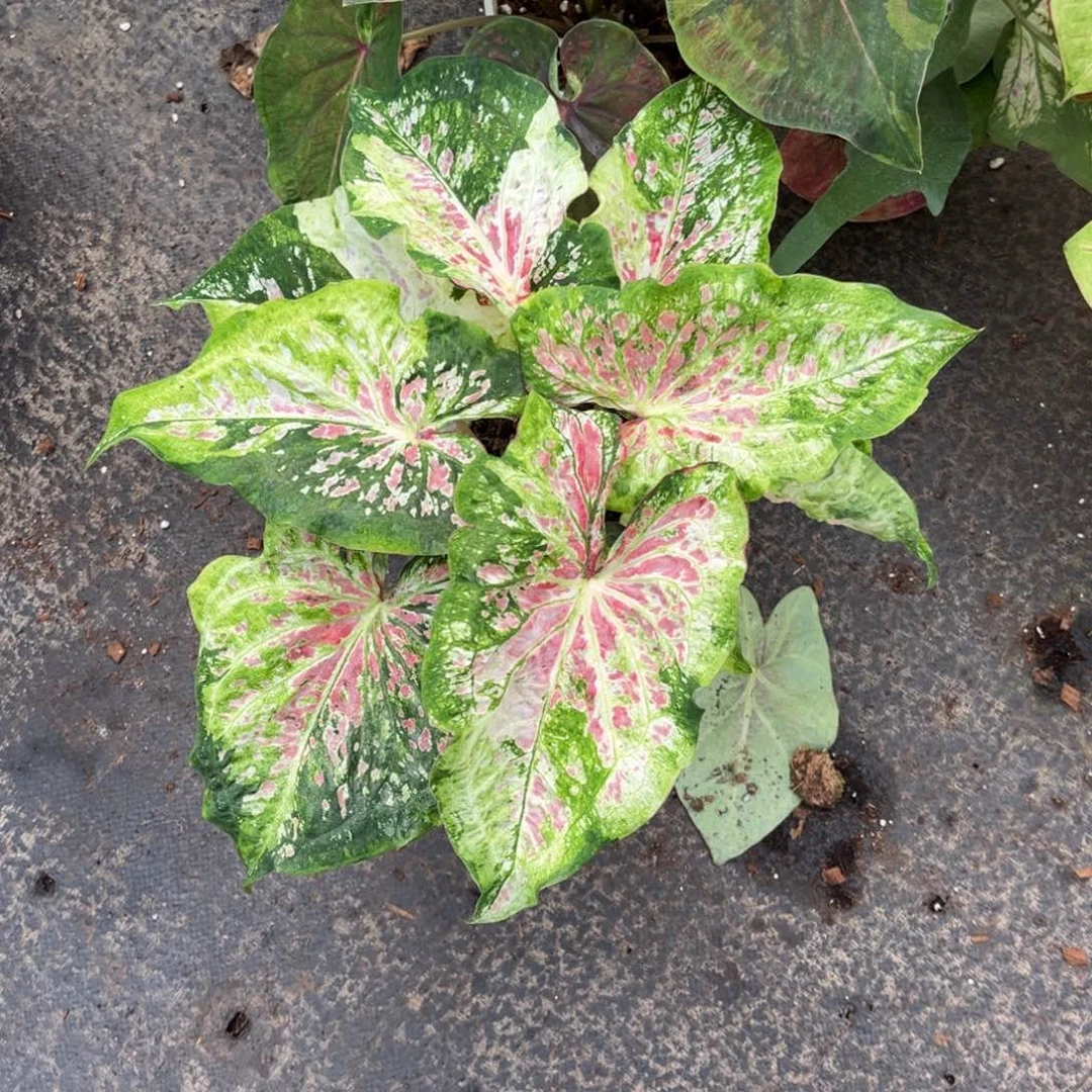 大部分开放少量花苞阿松凯