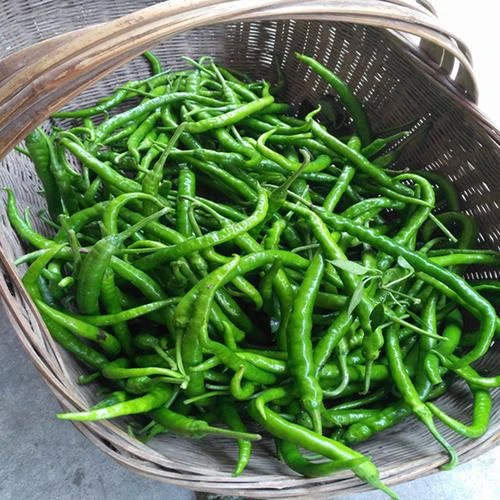 湖南农家新鲜现采薄皮香辣青辣椒露天特产蔬菜