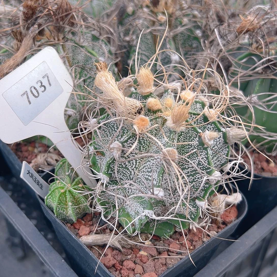 7037 实生搬迁清棚福利裸根发