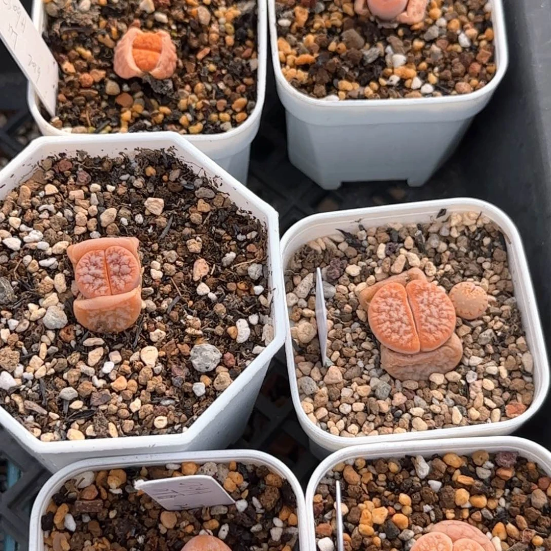 3。22。7061。 带盆。晾干发。拿铁。 6。