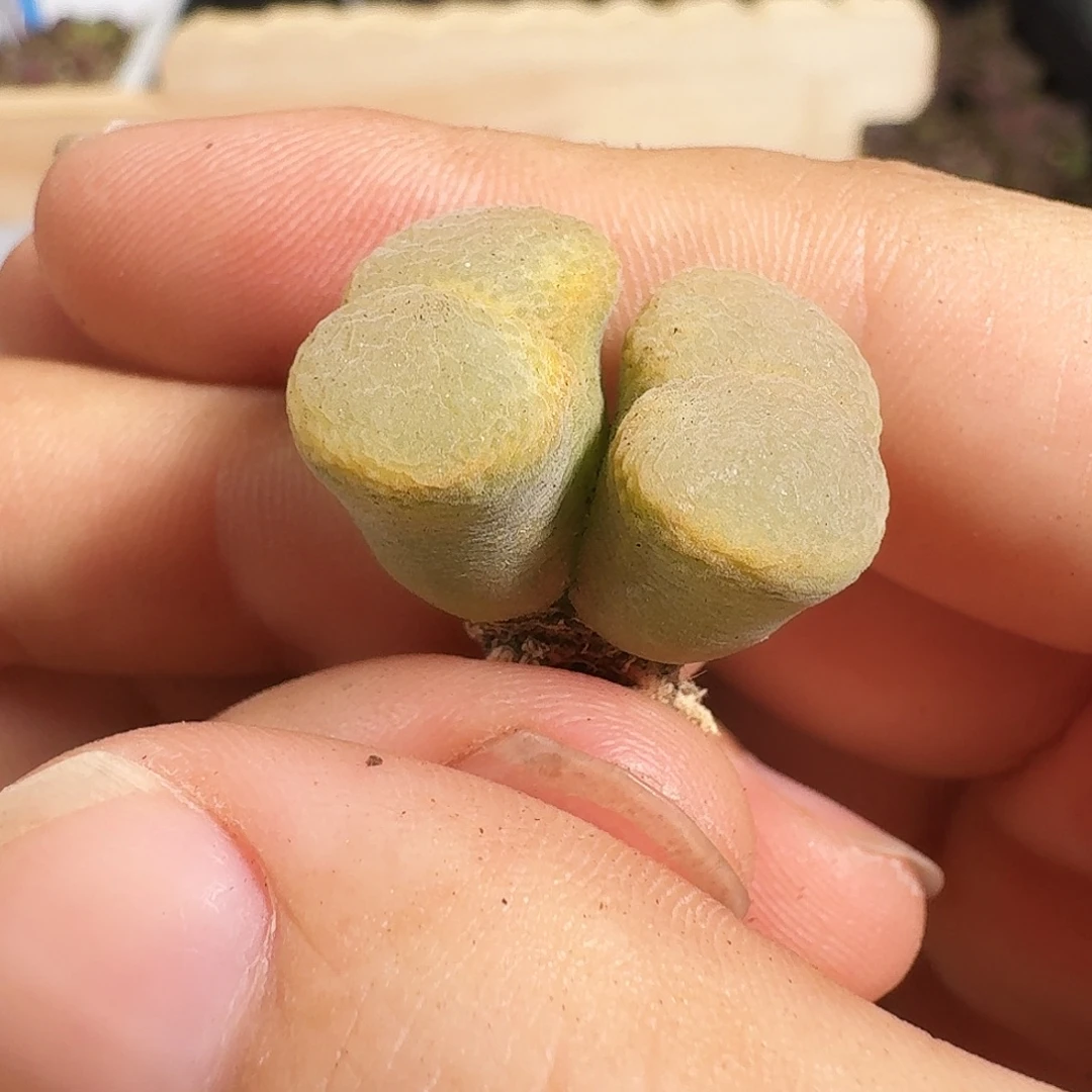 多肉植物福利风铃278