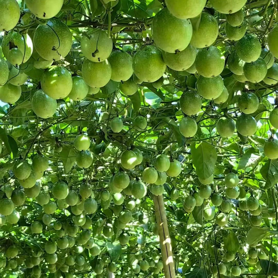 广西百色市右江区钦蜜九号百香果。