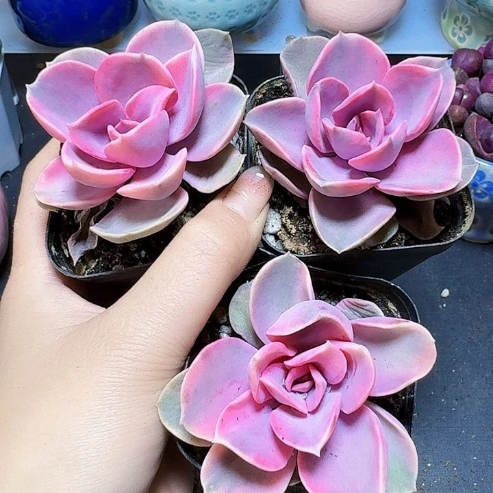 3颗彩虹裸根福利炸