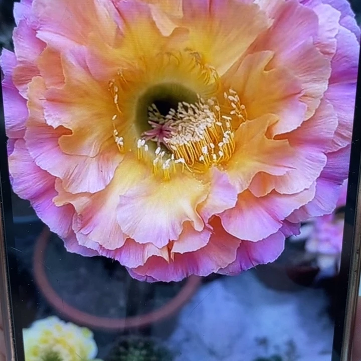 彩草1-200号6.5公分左右