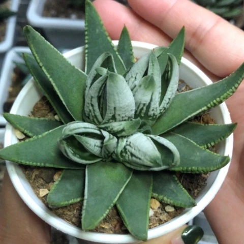 皇帝底座带3侧牙带盆发货