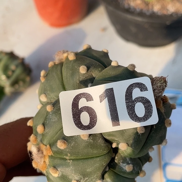 脚嫁接膏绒都616号
