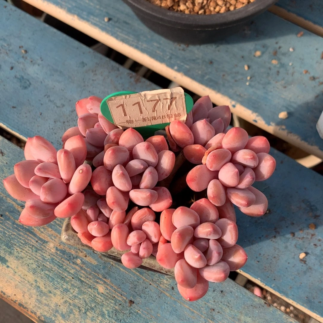 珍舞奶酪无砍老桩1177