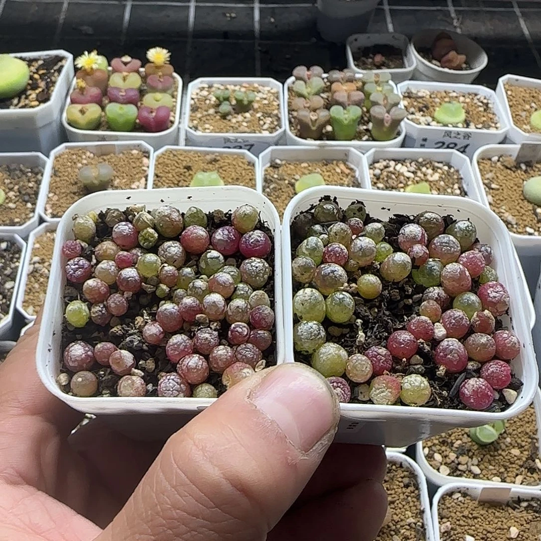 304小灯泡2盆带盆土