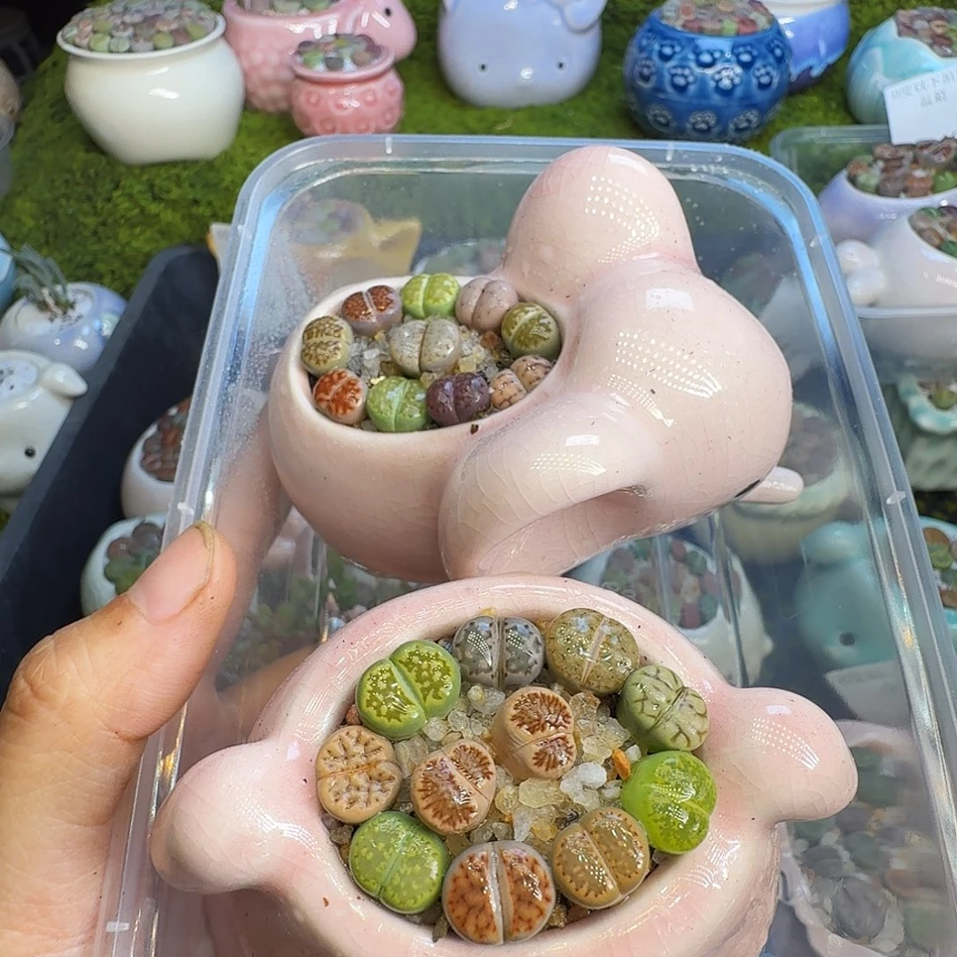 多肉植物福利冲652
