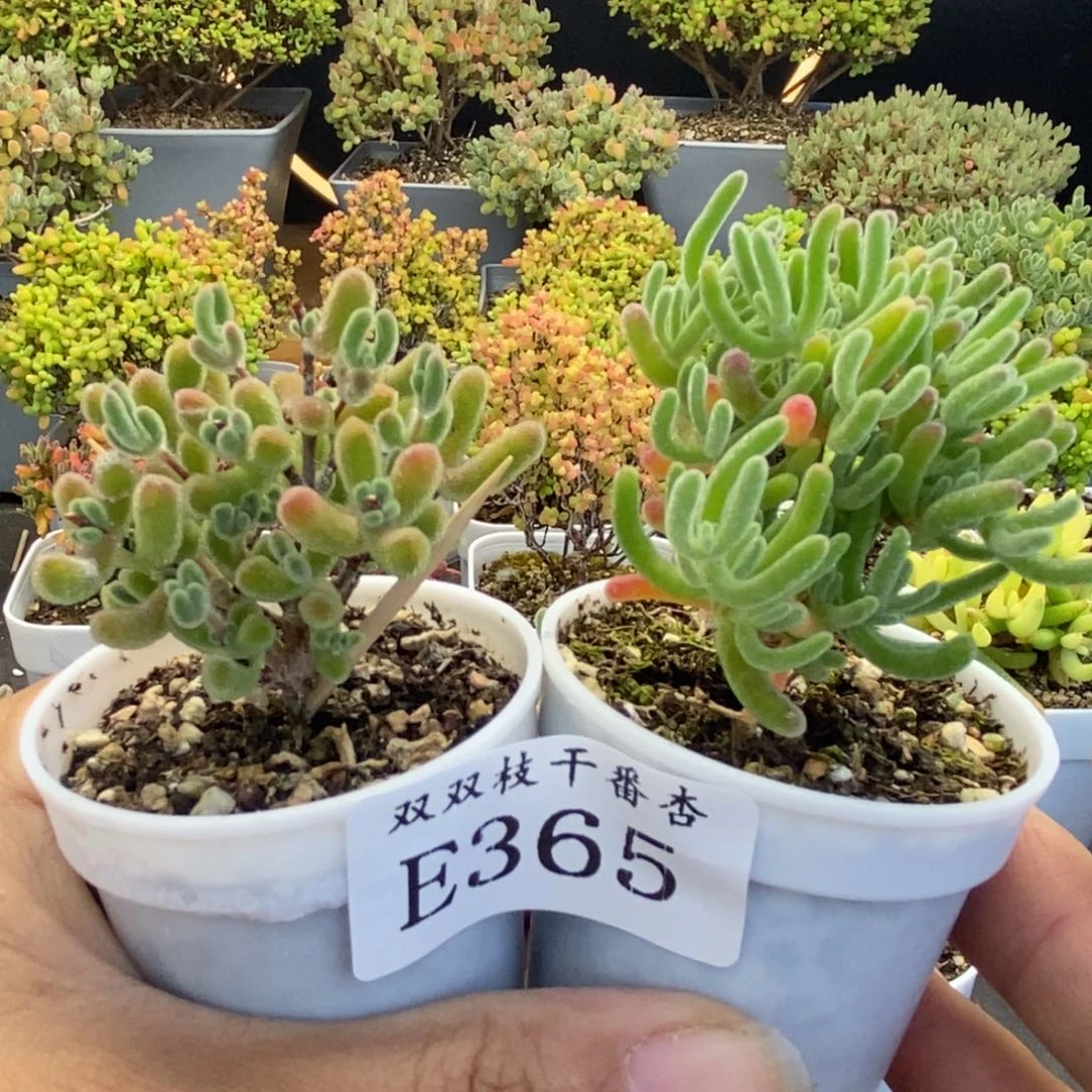 365小星星白霜。